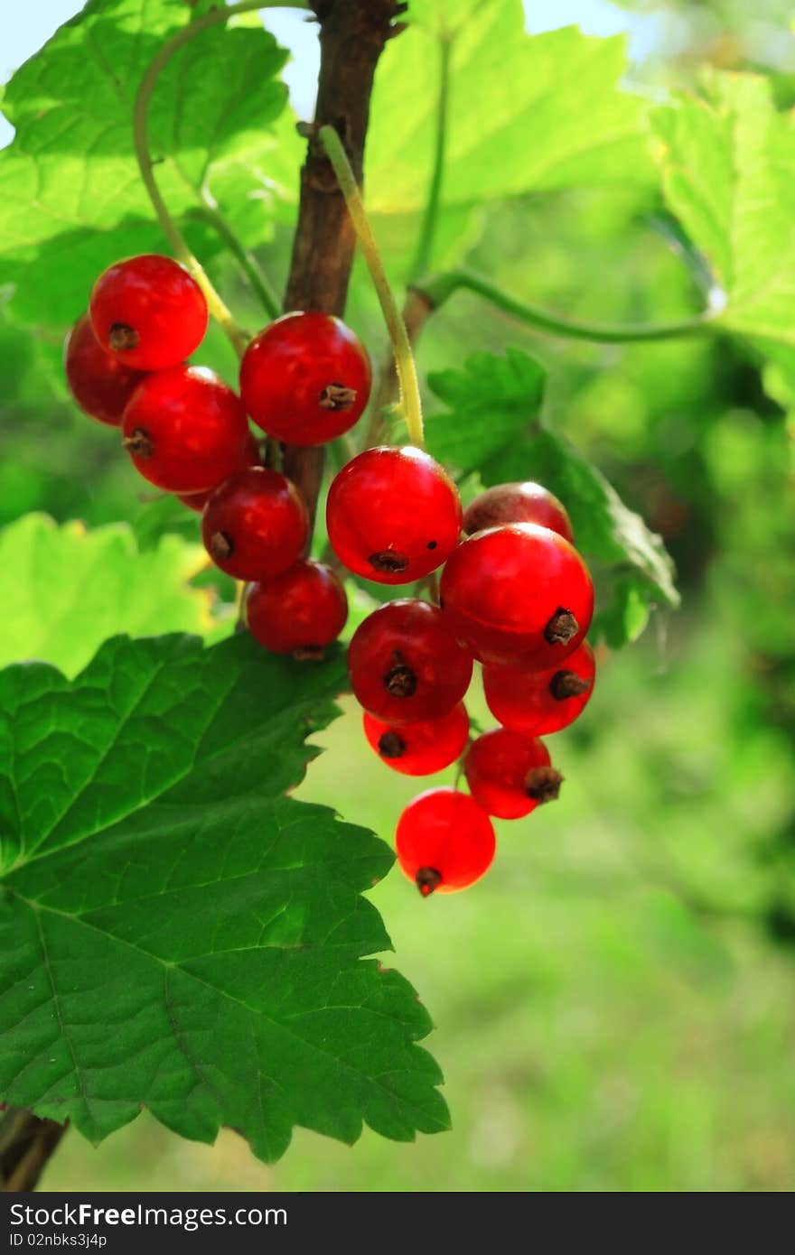 Ripe red currant