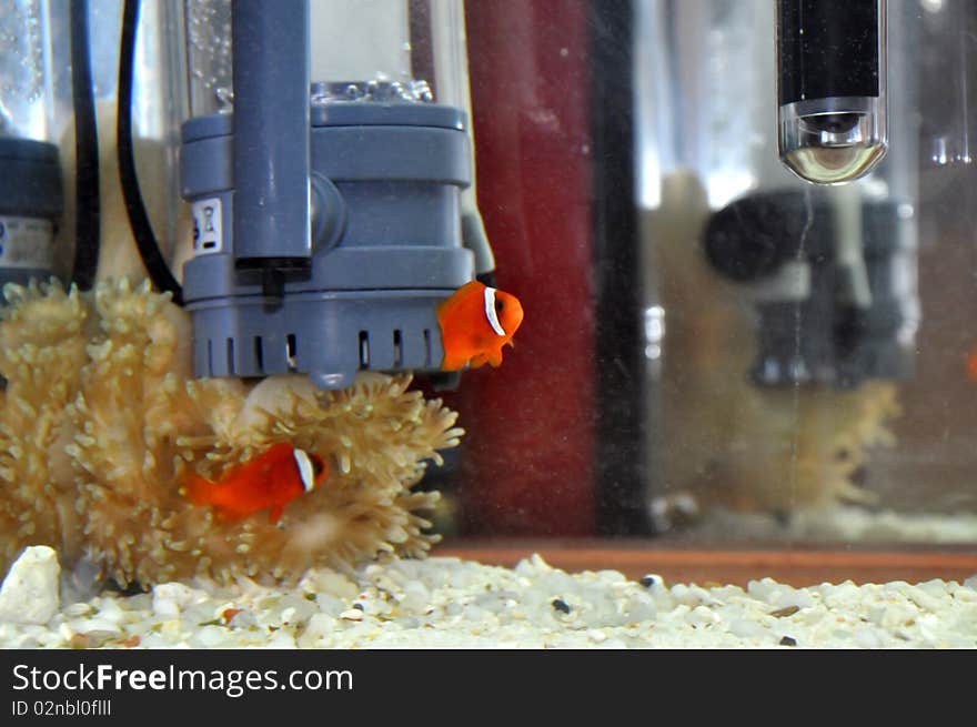 Red color clown fish in the marine tank