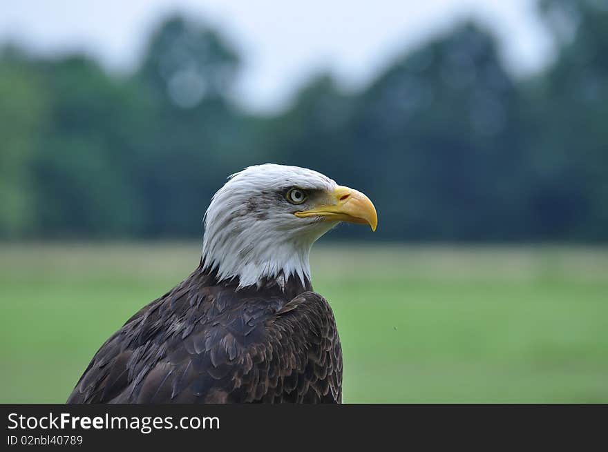 Bald eagle portrait