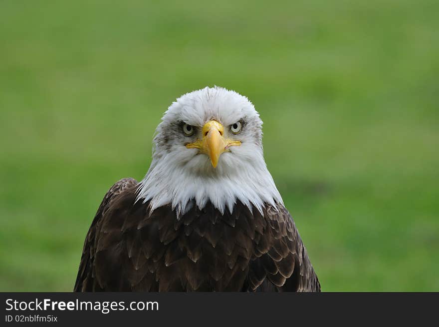 Bald eagle portrait