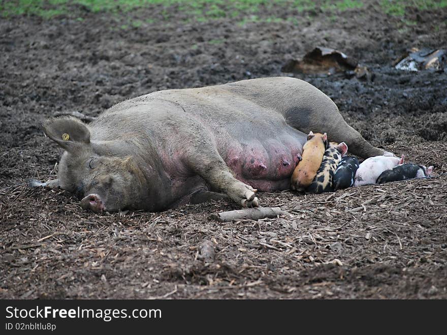 Piglets nursing.