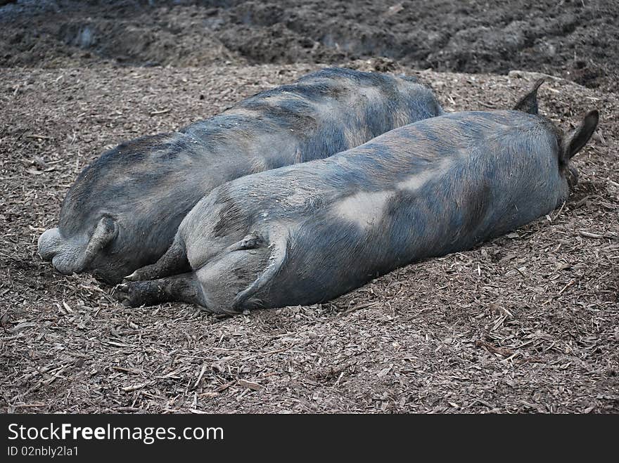 Two pigs slepping on the farm together.