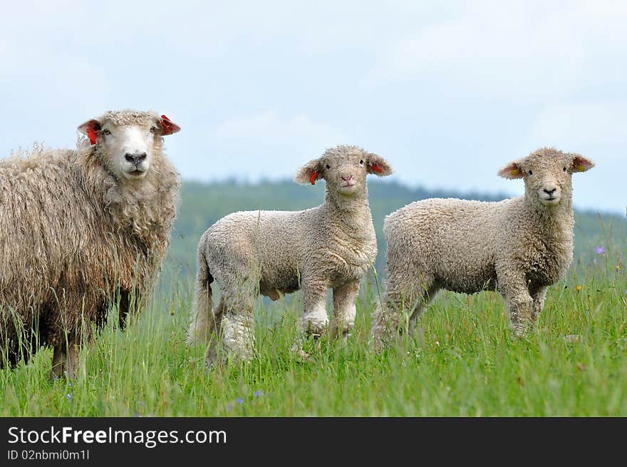 Cute lambs with its mother.