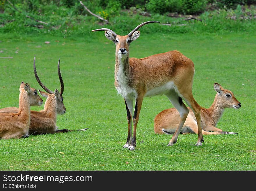 Group of antelopes kafue lechwe