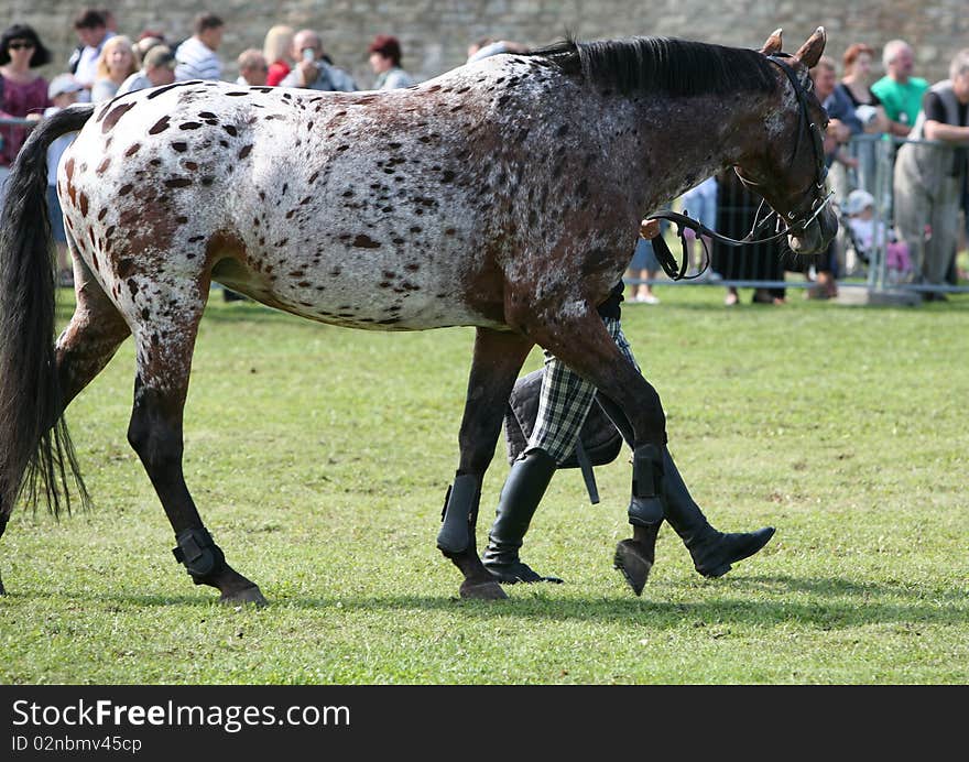 Horse at competition