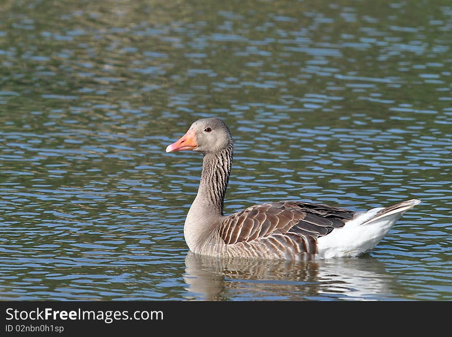 Greylag Goose