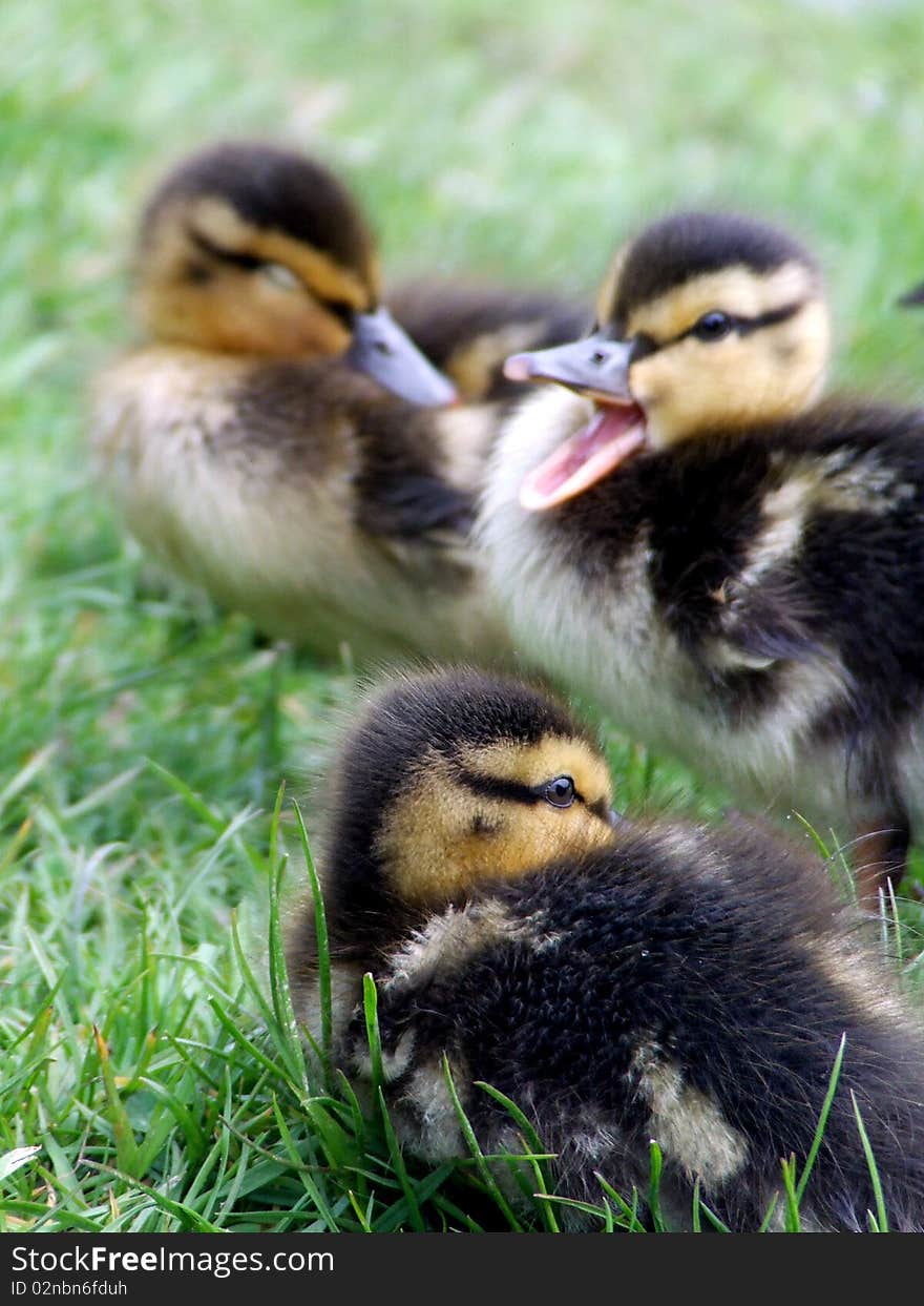 Ducklings in a wanstead park, london