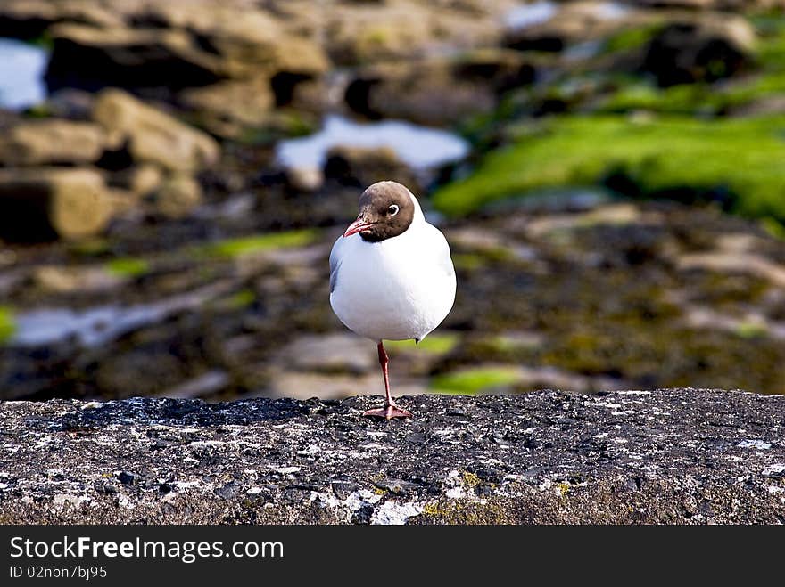 Black-headed gull at the quays standing on one leg