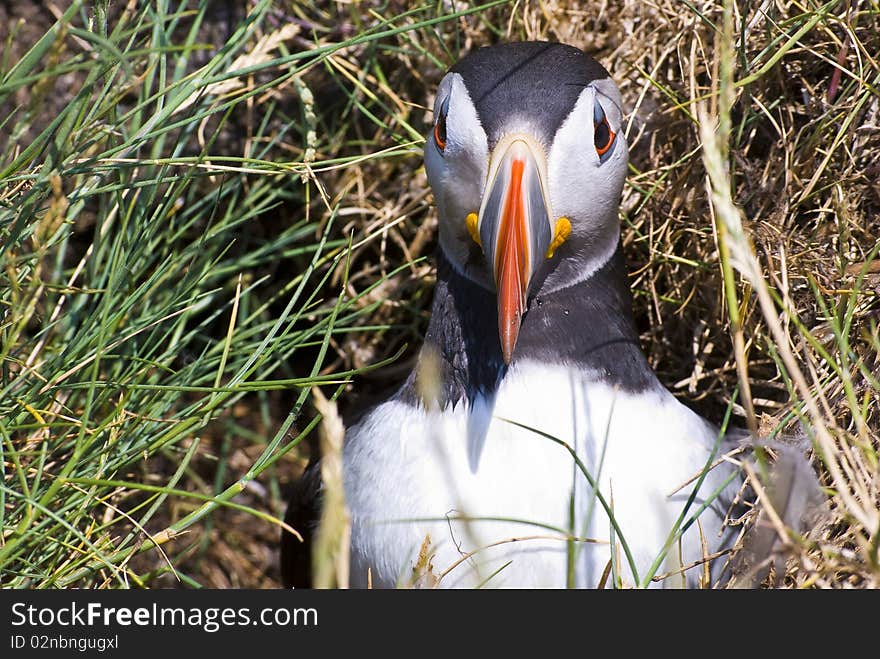 Puffin