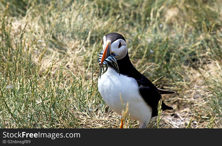 Puffin