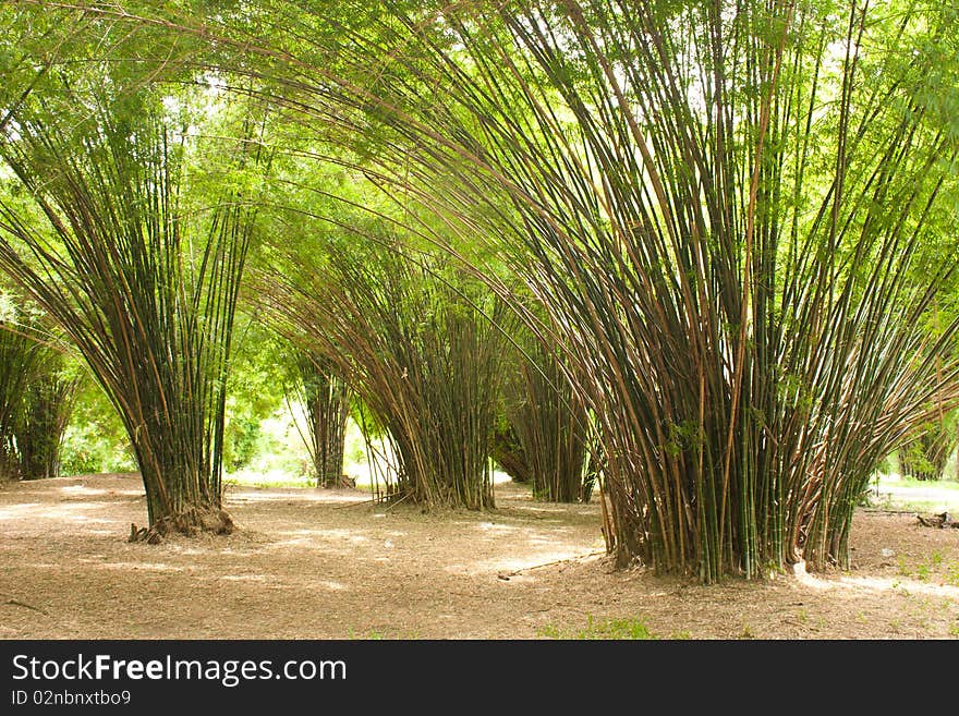 Bamboo in the park, green grass in the park