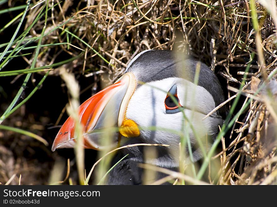 Puffin looking out of his breeding nest