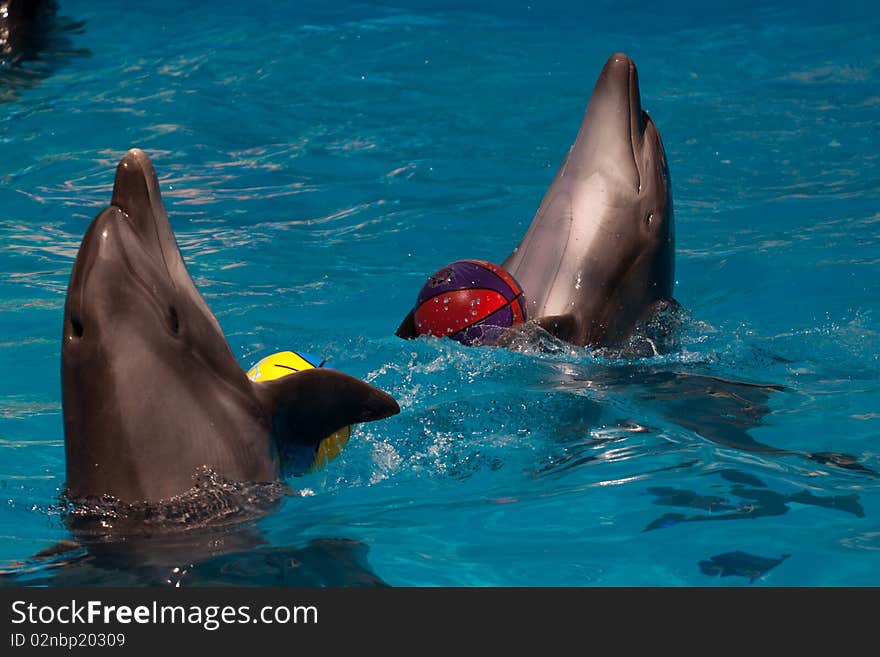 Dolphins playing with colored balls