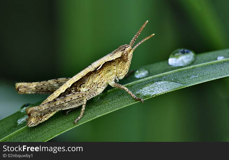 Close up with a green insect. Close up with a green insect