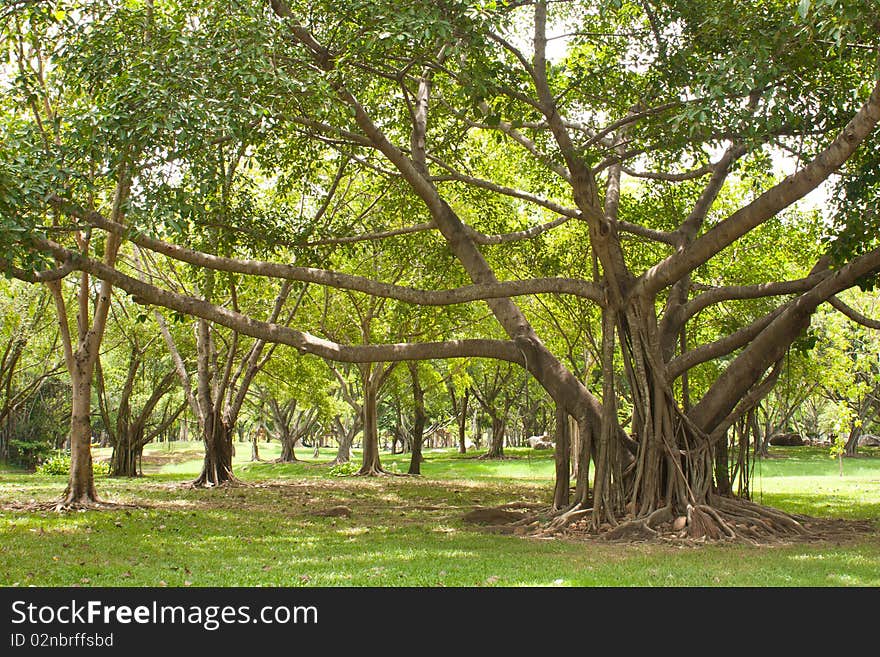 Tree in the park