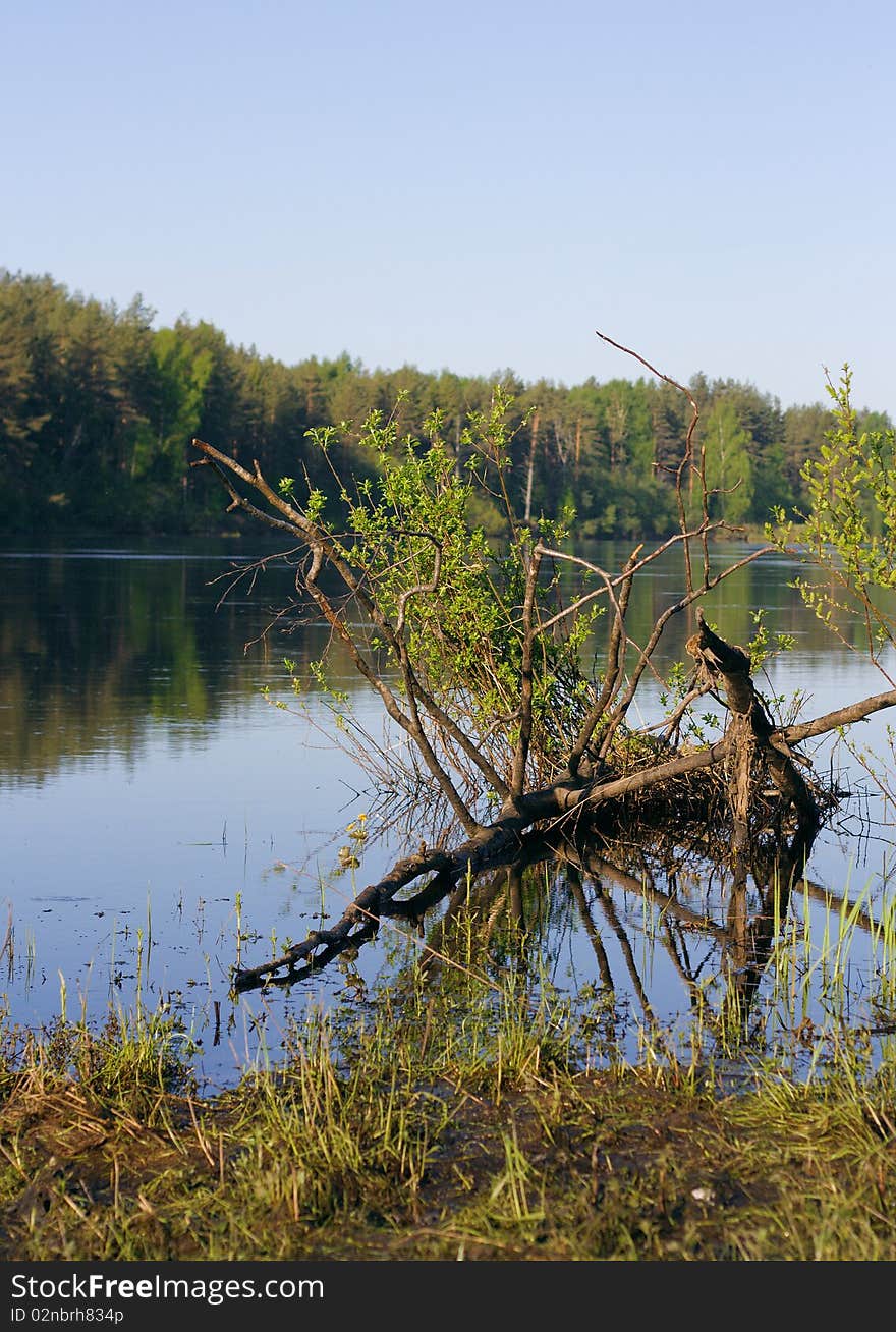 Landscape with river and dry stick. Clean sky on the background