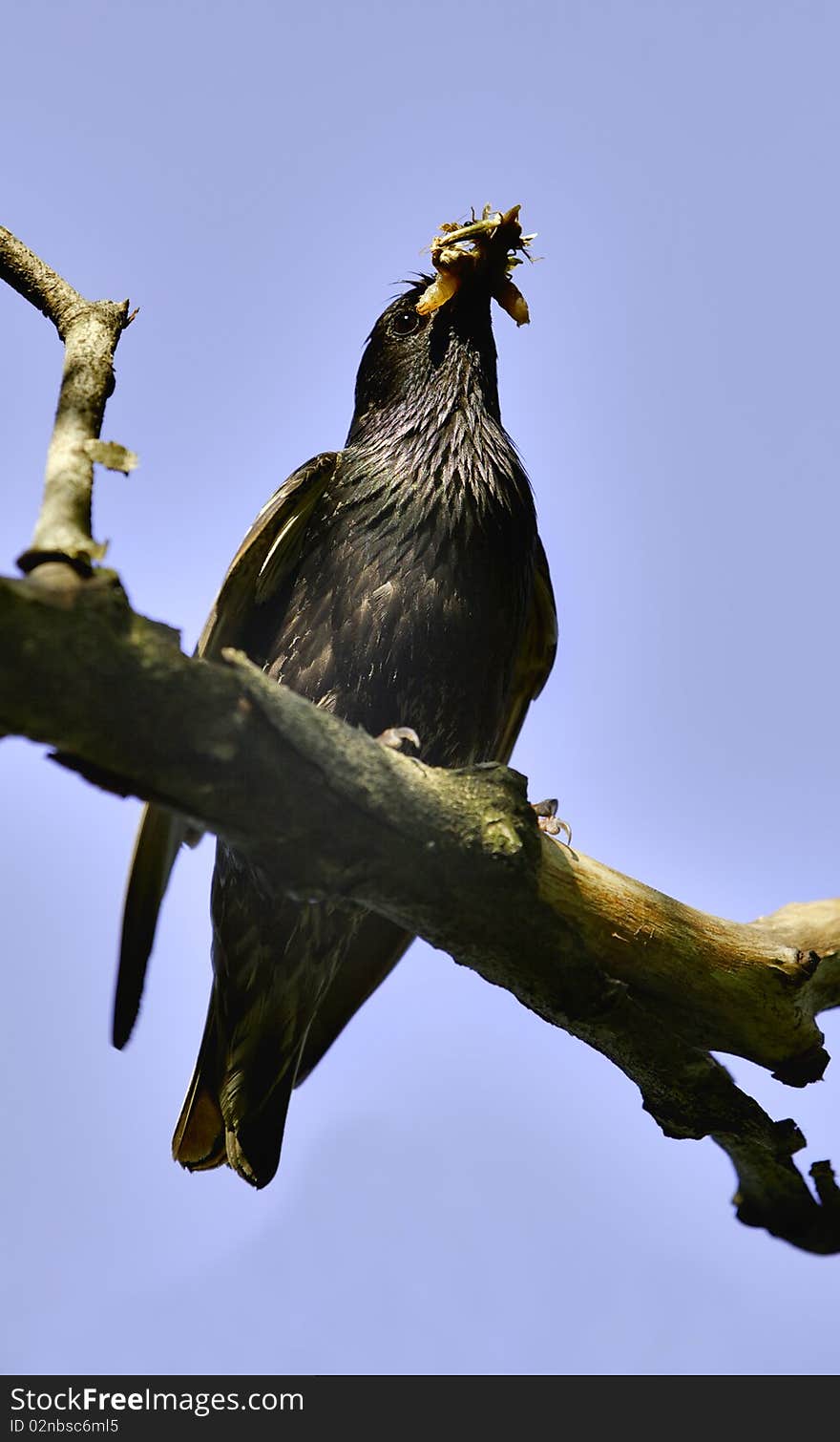 Bird eating on a branch