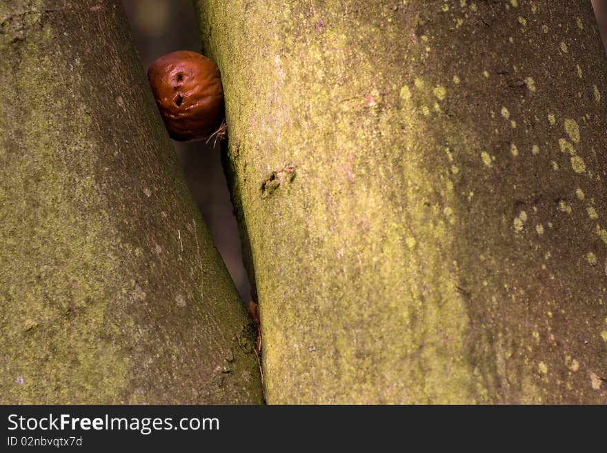 A photo of an apple outdoor on a tree trunk