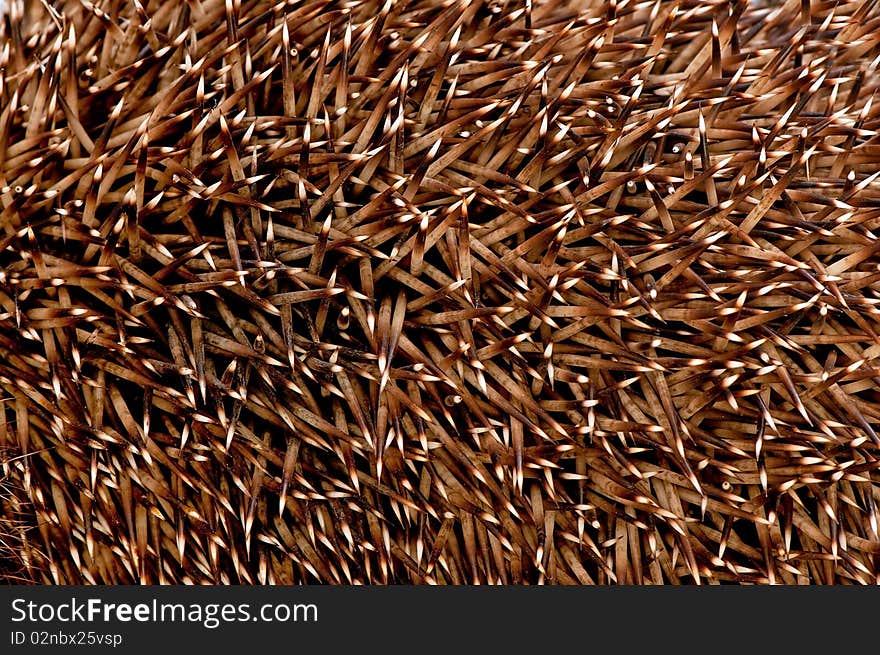 Considerable quantity of prickles of a hedgehog