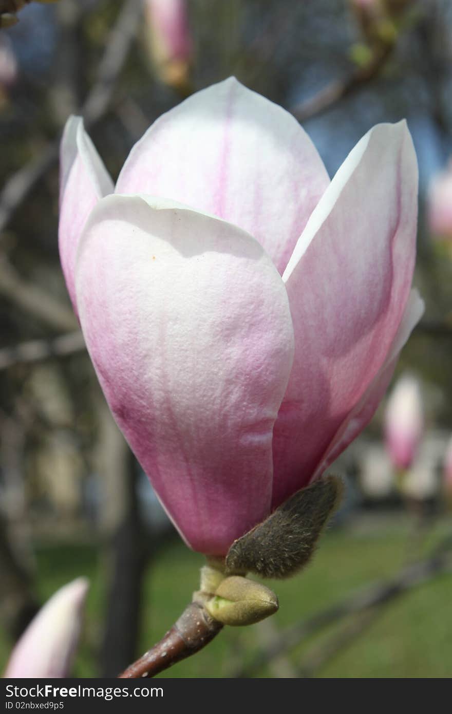 Magnolia flower