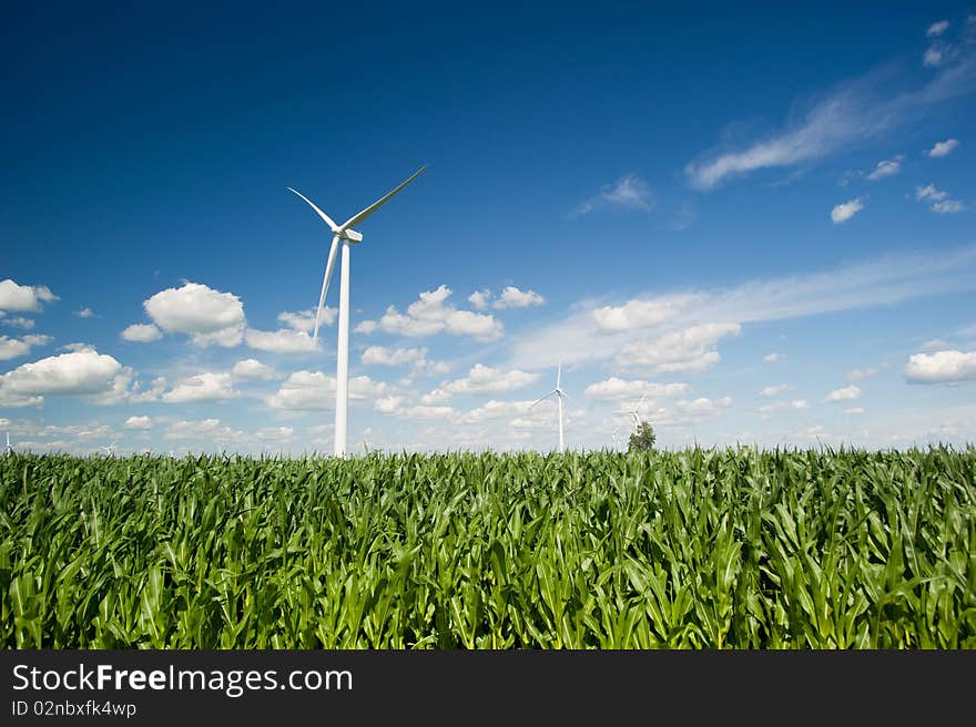 Wind turbines in corn field