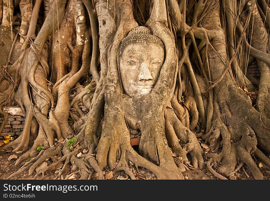 The ancient of buddha's head in the tree at Watmahathat, Thailand