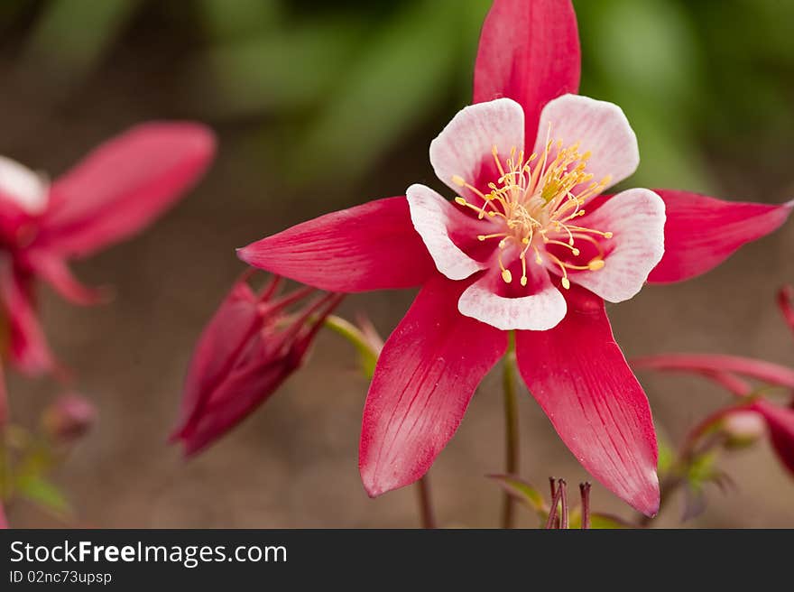 A Magenta columbine on a soft focus background