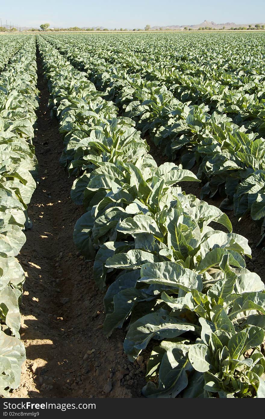 Brocolli plants grow in a field near Yuma Arizona. Brocolli plants grow in a field near Yuma Arizona.