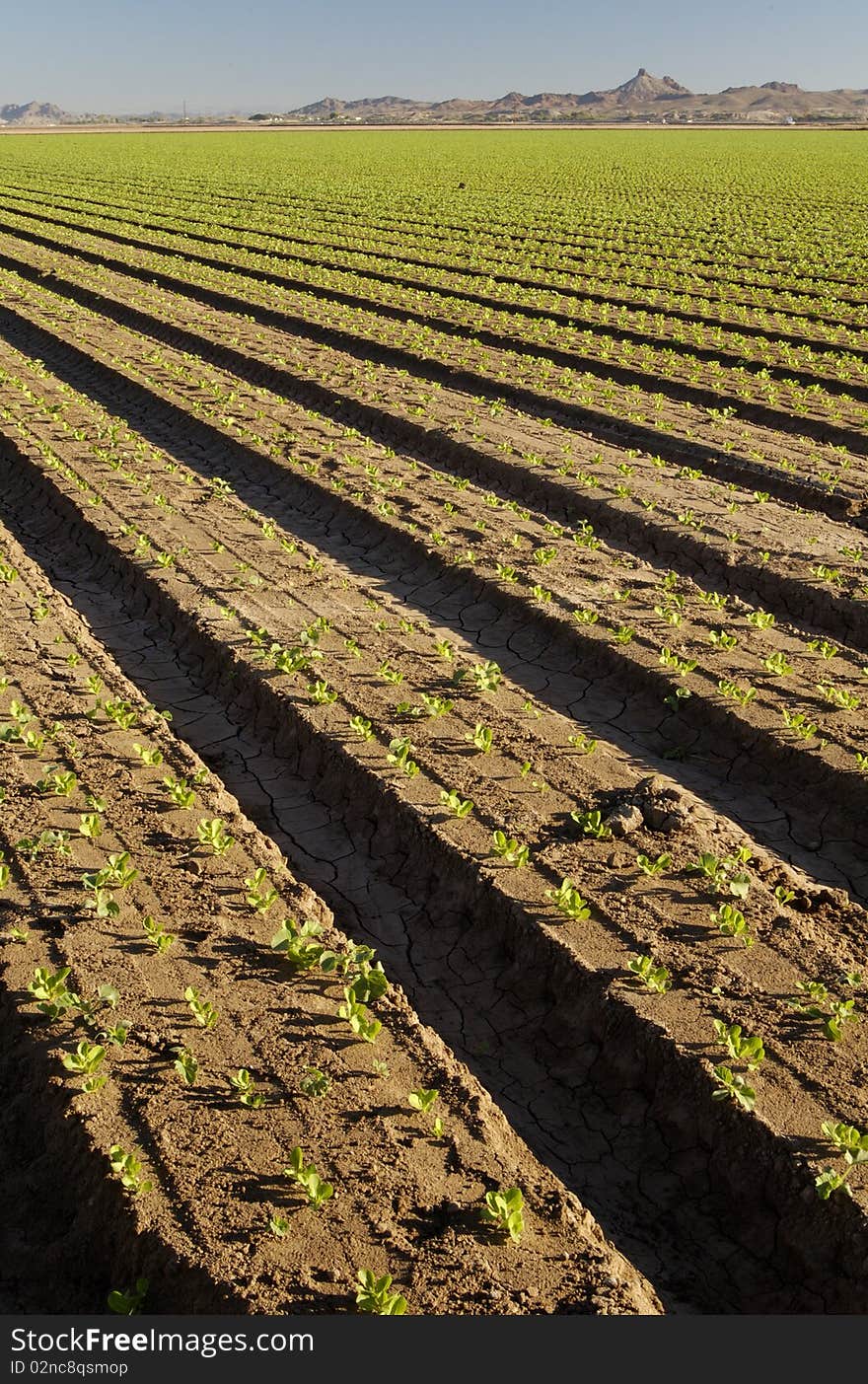 Lettuce seedlings in a field in Arizona. Lettuce seedlings in a field in Arizona