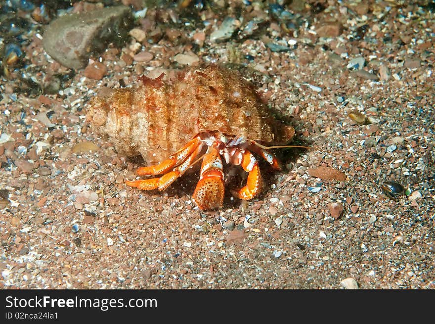 An hermit crab walking on sea bottom