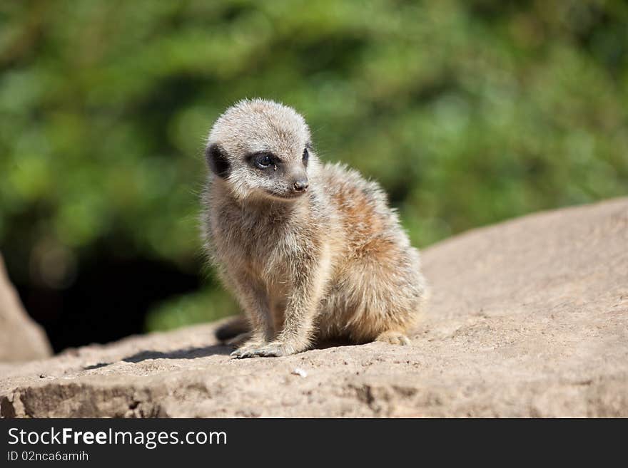 Young Meerkat (suricate) On Rock