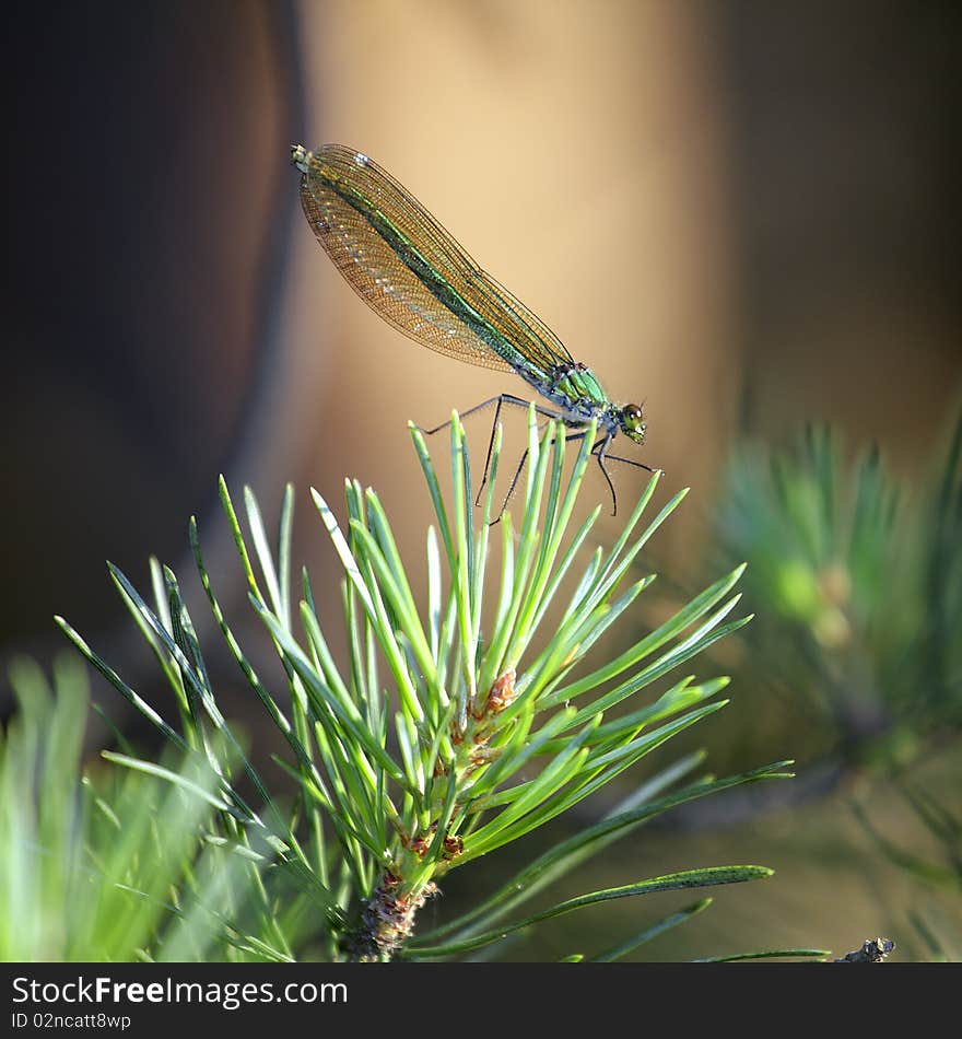 Dragonfly - Banded demoiselle - Calopteryx splendens (female)