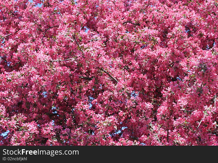 Flowering tree