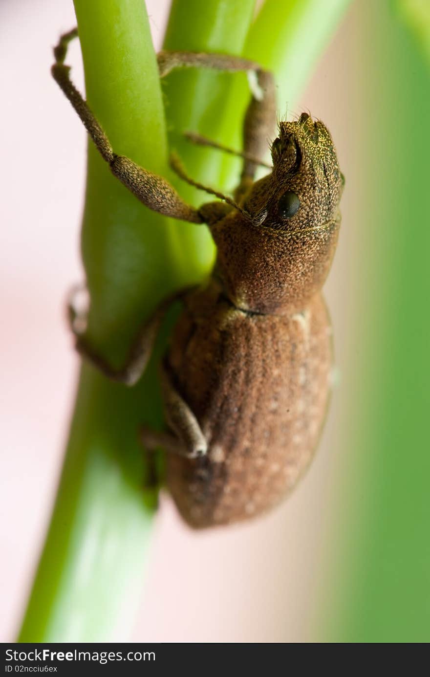 Beetle Climbing Up Stem