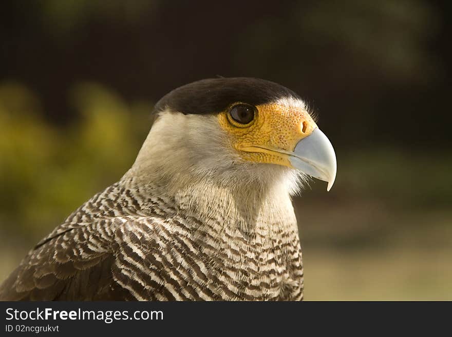 A close up profile of the head and face of a carcara eagle