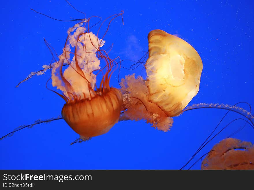 Jellyfish