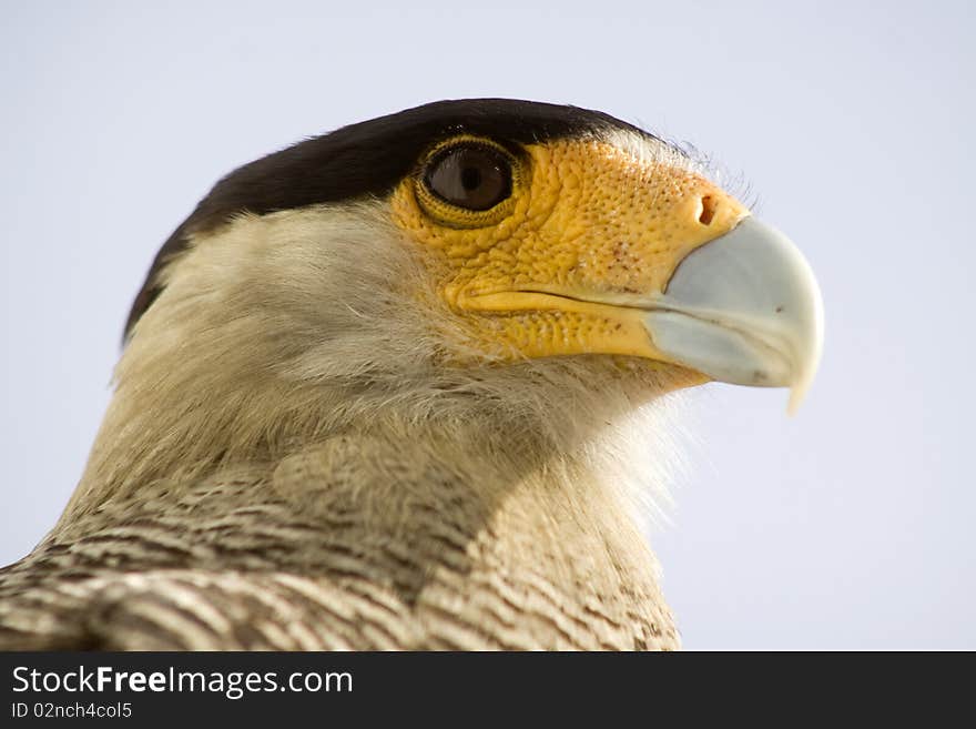 A close up profile of the head and face of a carcara eagle