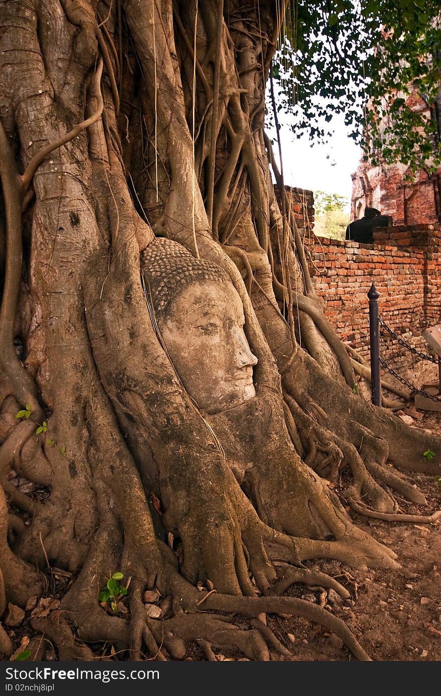 Histoical buddha's head in the tree at Watmahathat, Thailand