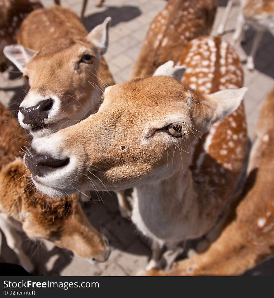 Young curious and friendly deer with silly expressions