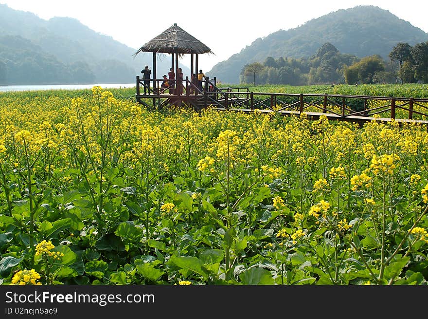 Oil Seed Rape farm in China.