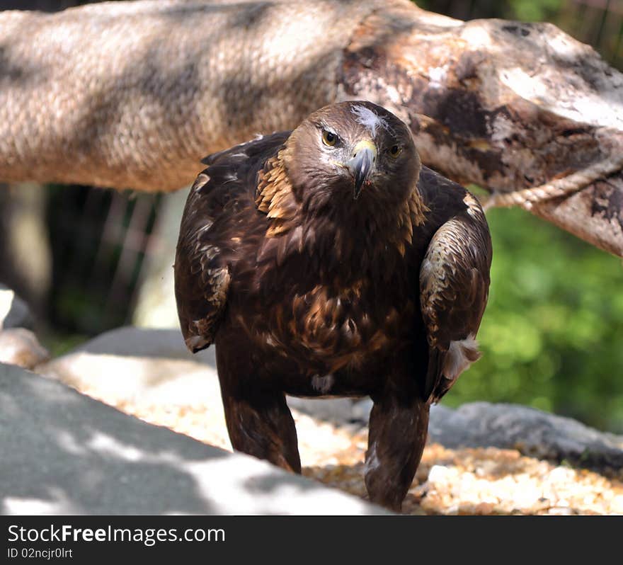 The Golden Eagle (Aquila chrysaetos) is a part of the eagle family and is a bird of prey.