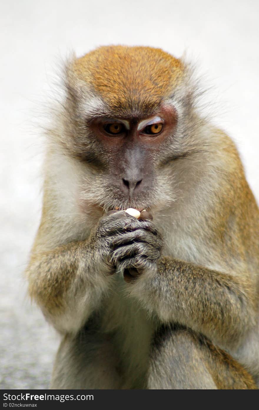 An Asian type of monkey holding food on hand.