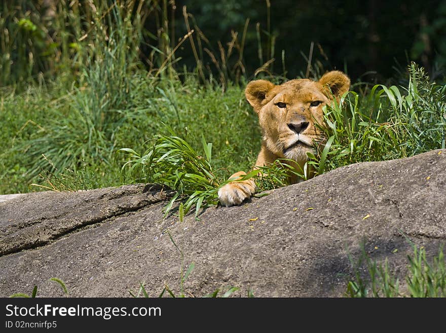 Lioness on top of a rock