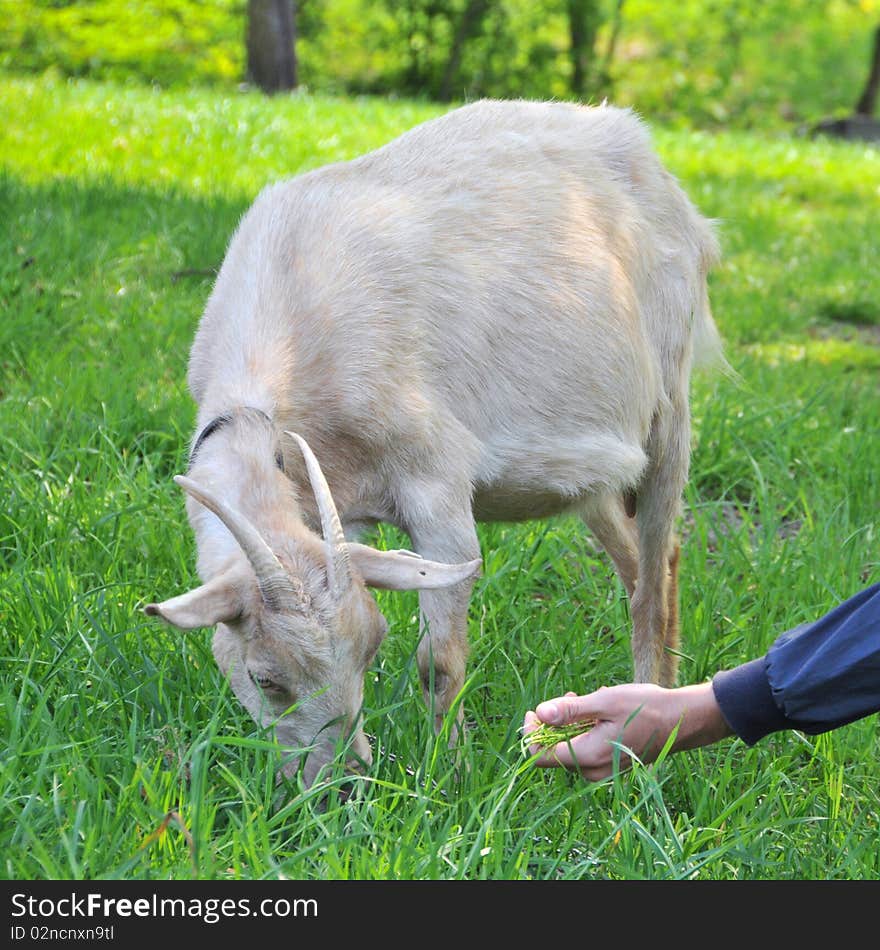 Goat buck trestle doe nanny feeding meadow grass nature village grazing. Goat buck trestle doe nanny feeding meadow grass nature village grazing