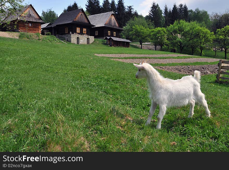 Goat buck trestle doe nanny feeding animal meadow grass nature village grazing. Goat buck trestle doe nanny feeding animal meadow grass nature village grazing