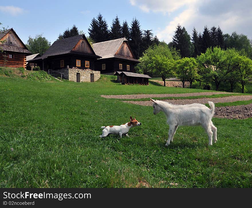 Goat buck trestle doe nanny feeding animal meadow grass nature village grazing dog playing. Goat buck trestle doe nanny feeding animal meadow grass nature village grazing dog playing