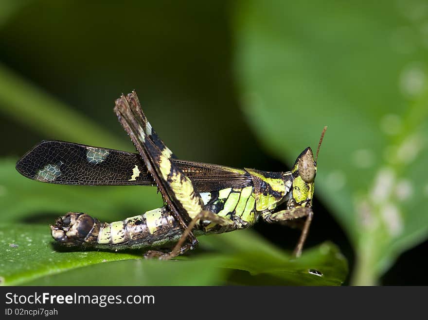 Green grasshhopper on a leaf. Green grasshhopper on a leaf