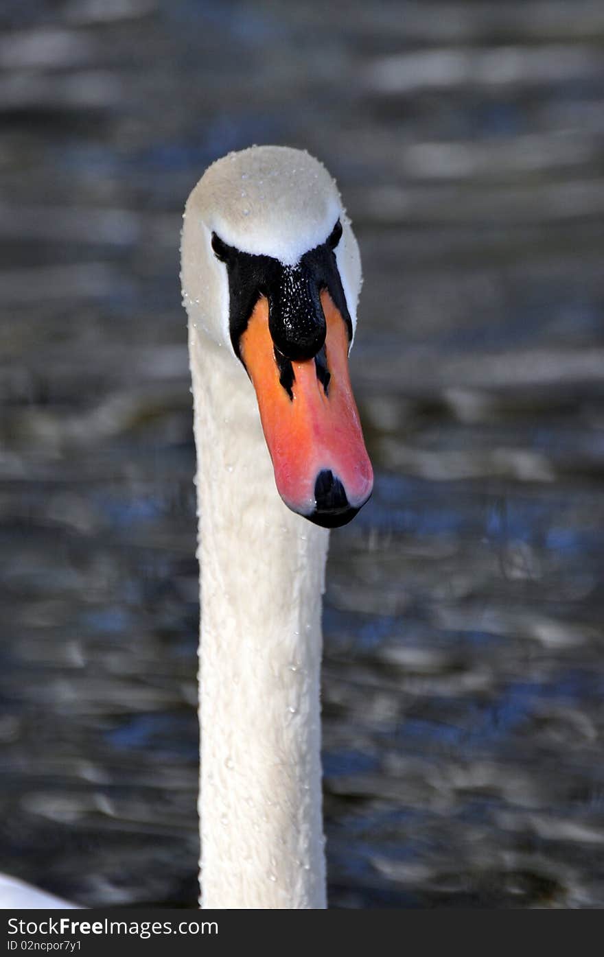 Swan staring down the photographer