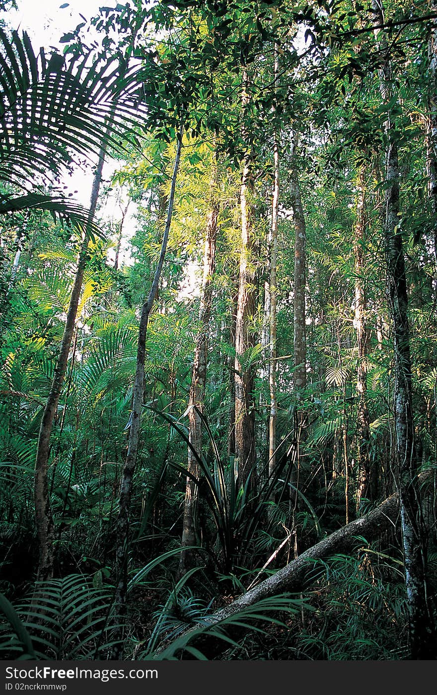 Forest, Thailand