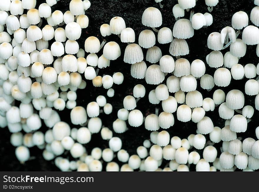 Mushroom in forest of Thailand